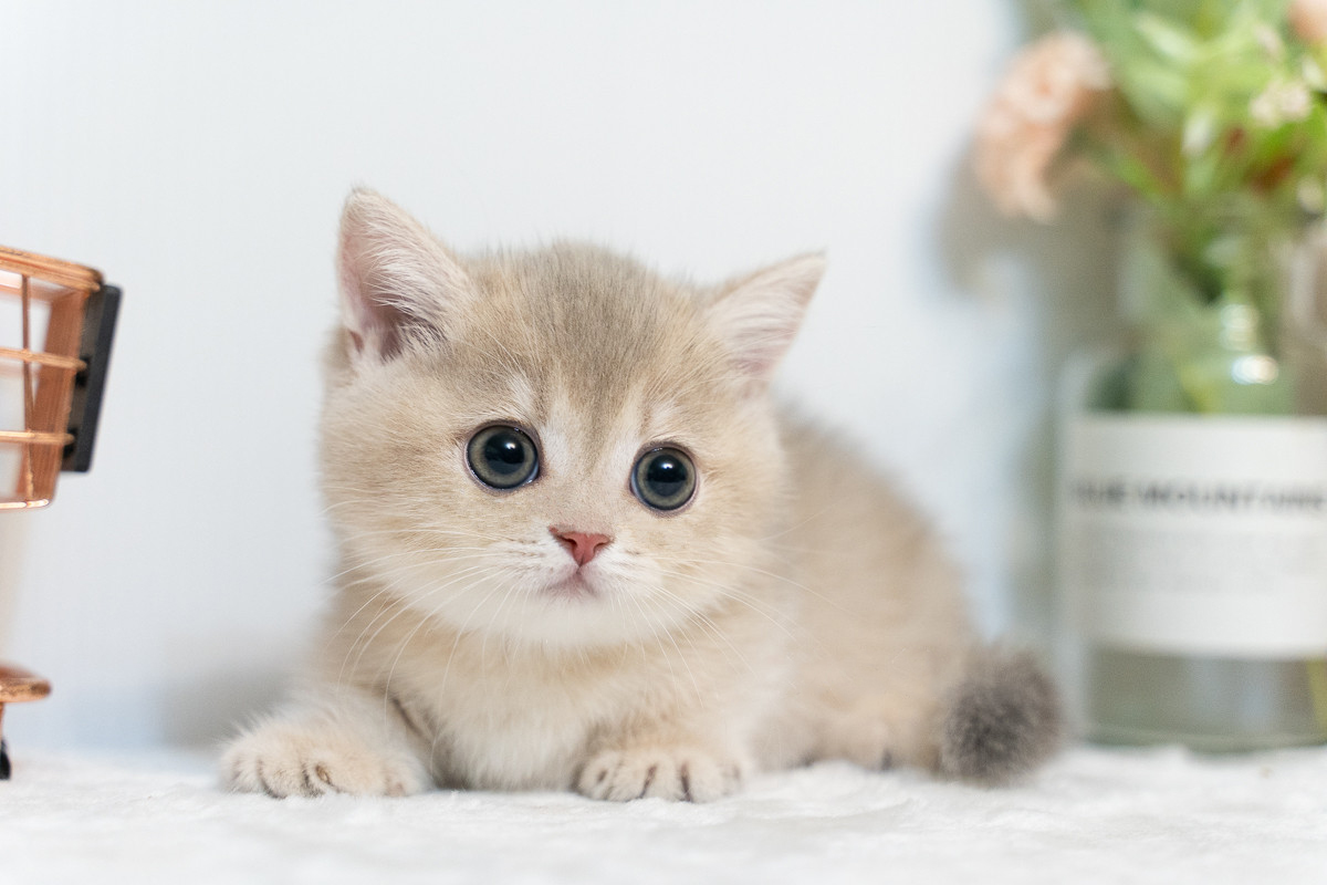 可愛的曼斥肯短腿貓